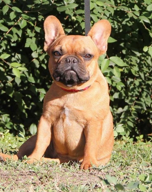 Trzsknyves francia bulldog szuka