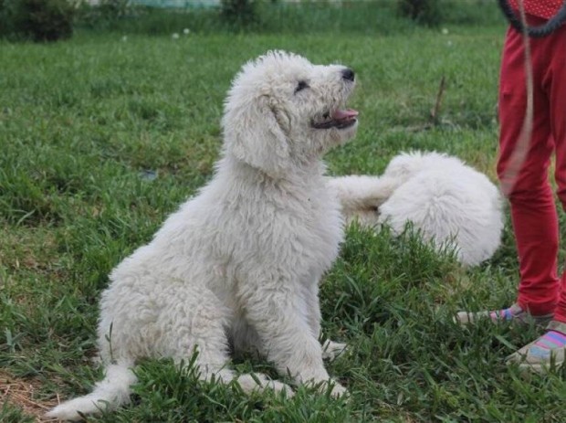 Trzsknyves komondor kan klyk elad