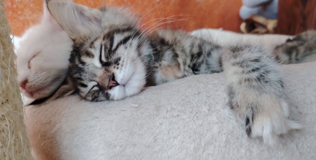 Trzsknyves maine coon babk eladk!