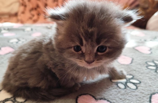 T�rzsk�nyves maine coon cic�k