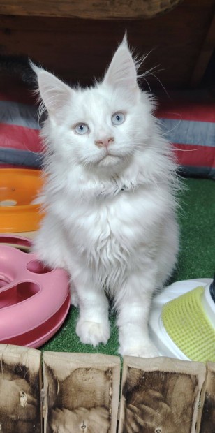 Trzsknyves maine coon kandr elad!
