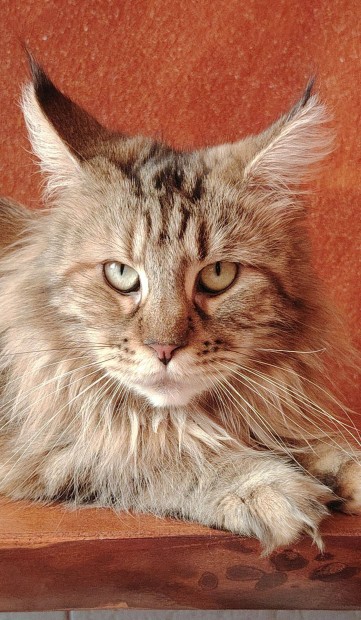 Trzsknyves maine coon nstny elad!