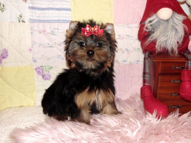 Trzsknyves minike Yorkshire terrier Yorki