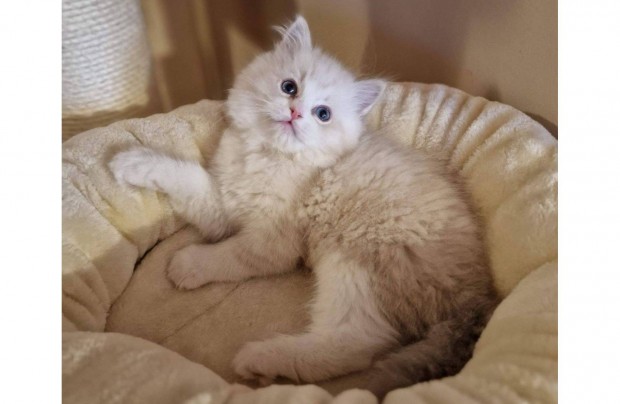 Trzsknyves ragdoll, blue lynx bicolor kisfi