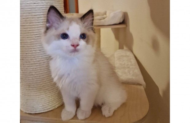 Trzsknyves ragdoll, seal bicolor kisfi