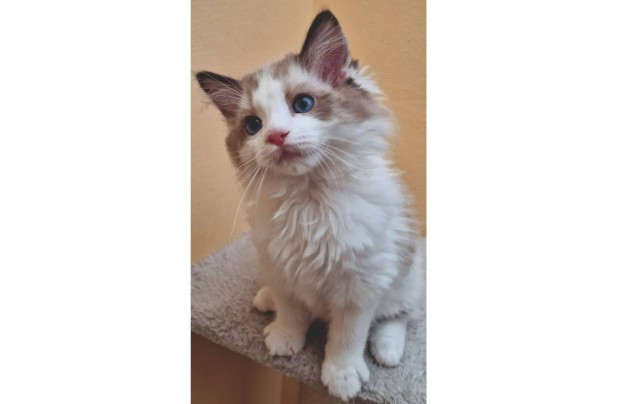 Trzsknyves ragdoll, seal bicolor kislny