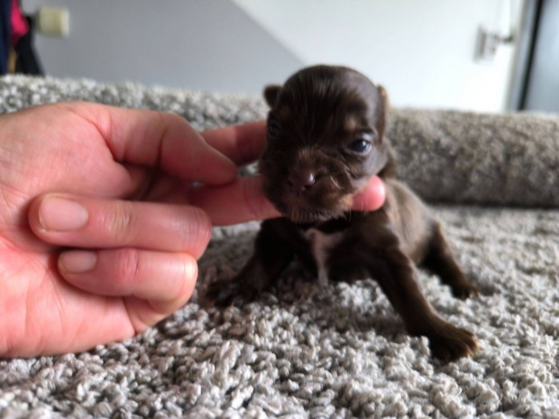 Törzskönyves színes yorkshire terrier