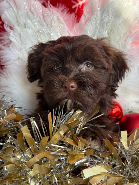 Trzsknyvezett Bichon Havanese cukisgok