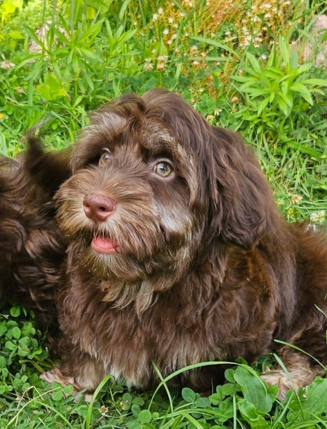 Trzsknyvezett Bichon Havanese cukisgok