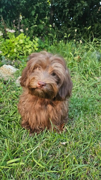 Trzsknyvezett Bichon Havanese kiskutyk