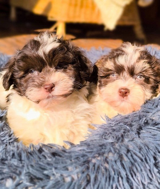 Trzsknyvezett Bichon Havanese kiskutyk