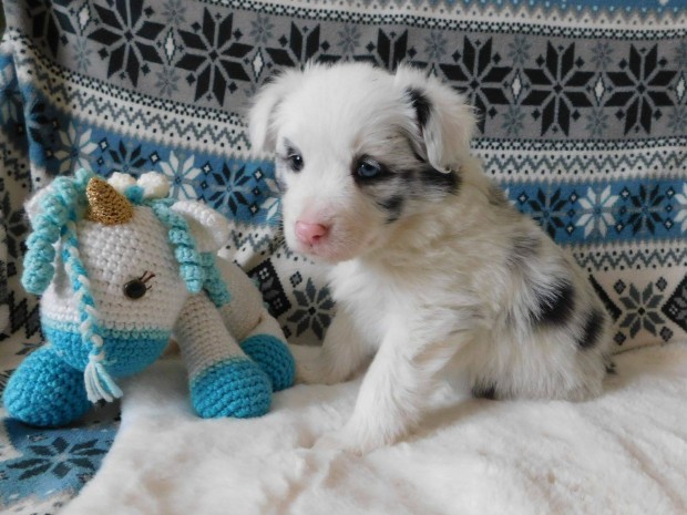 Trzsknyvezett Border collie kiskutyk