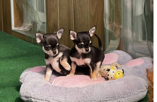 T�rzsk�nyvezett Chihuahua fi�k el�rhet�k Kennel�nkben Hopeofvillafarm
