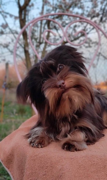 T�rzsk�nyvezett Csokol�d� yorkshire terrier, Csoki yorki, yorkie