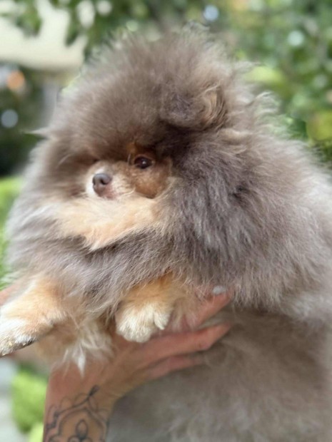 T�rzsk�nyvezett Pomer�niai Lilac & Tan feln�tt szuka elad�