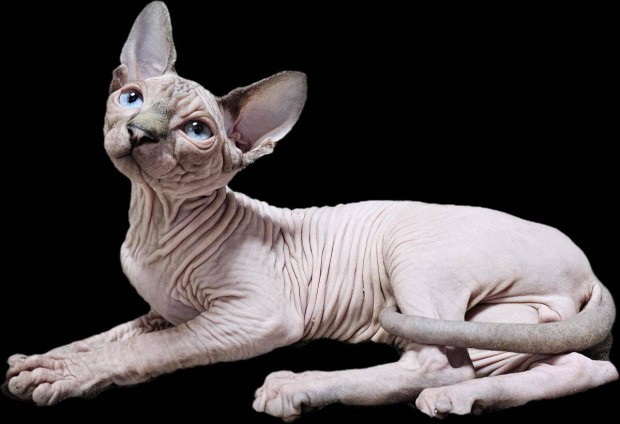 Törzskönyvezett Sphinx macska
