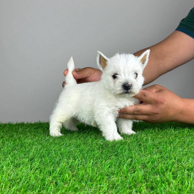 Trzsknyvezett West Highland White Terrier Westie kiskutya