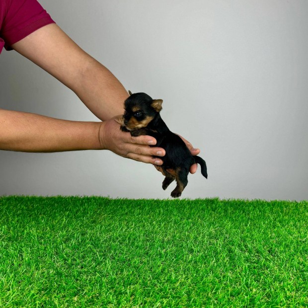 Trzsknyvezett Yorkshire Terrier Yorkie Yorki