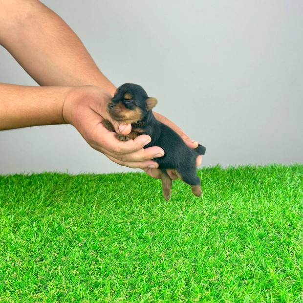 Trzsknyvezett Yorkshire Terrier yorki kiskutya