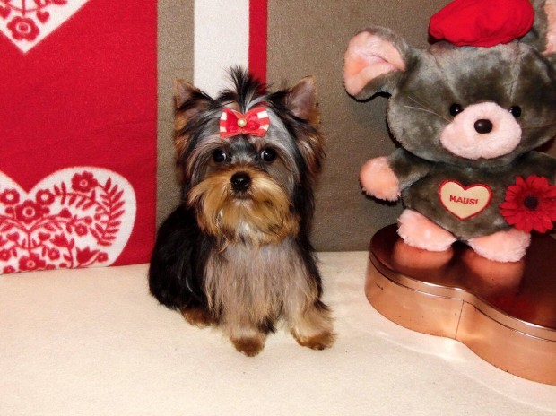 T�rzsk�nyvezett, extra-mini, ivartalan Yorkshire terrier, Yorki