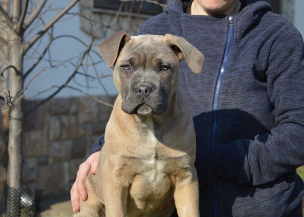 Trzsknyvezett cane corso klykk eladk