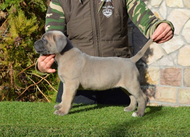 Trzsknyvezett cane corso klykk eladk