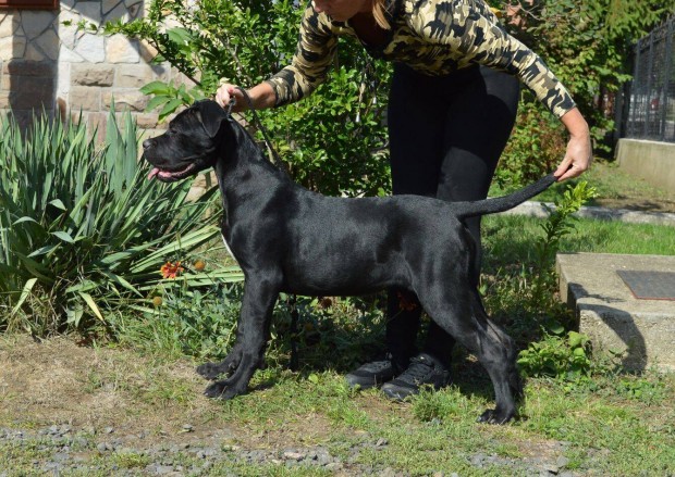 Trzsknyvezett cane corso nvendk szukk eladk