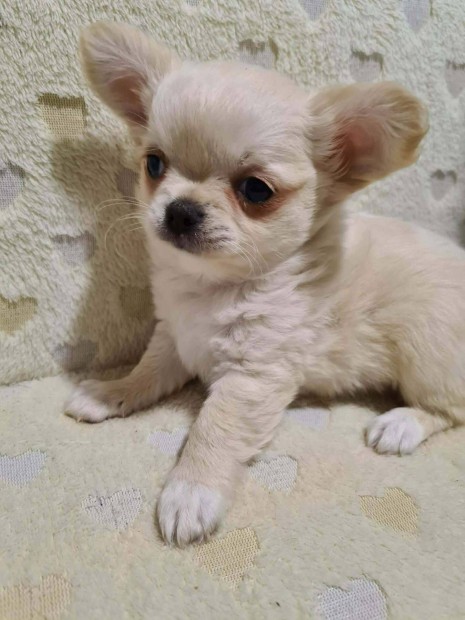 T�rzsk�nyvezett csivava babyk elad�sorban!