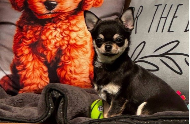 T�rzsk�nyvezett csivava fi� elad� Hope of Villafarm Kennel