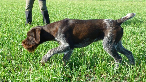 Törzskönyvezett drótszőrű német vizsla