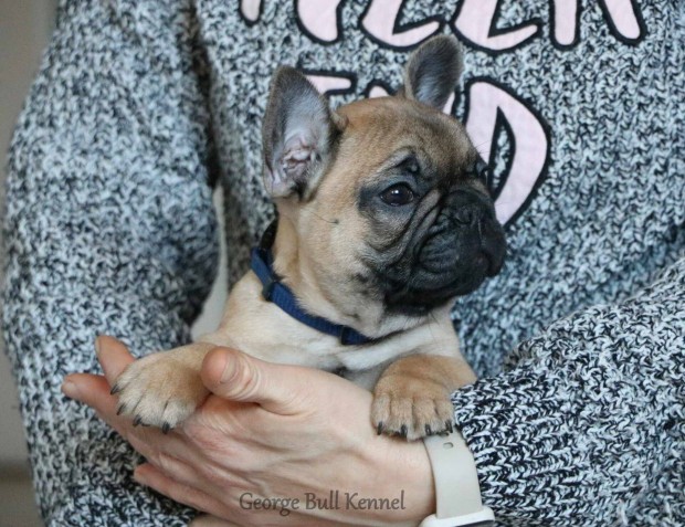 Trzsknyvezett fawn francia bulldog kisfi elad!