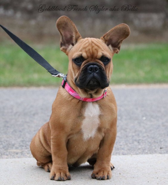 Trzsknyvezett francia bulldog kislny