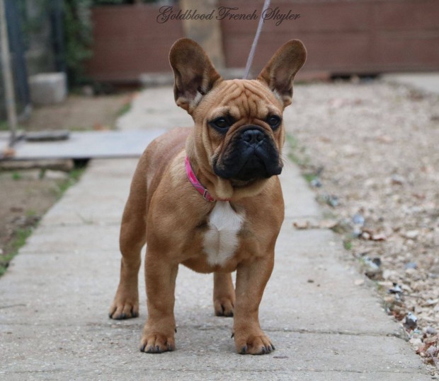 Trzsknyvezett francia bulldog kislny