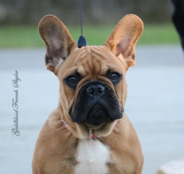 Trzsknyvezett francia bulldog kislny