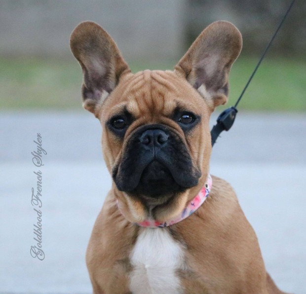 Trzsknyvezett francia bulldog kislny