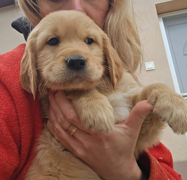 Trzsknyvezett golden retriever kan kiskutyk foglalzhatk