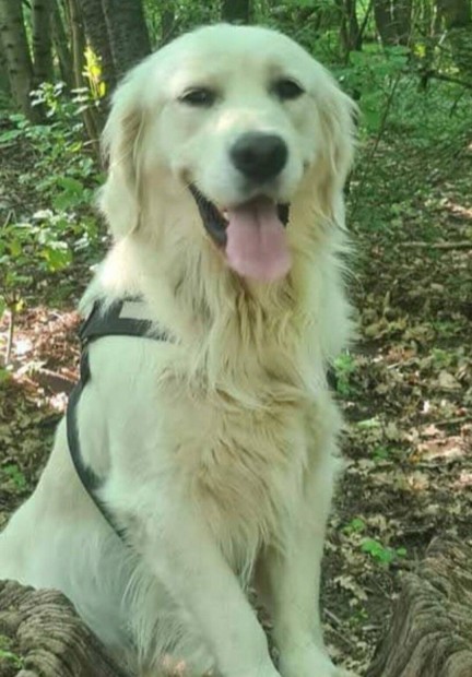 Törzskönyvezett golden retriever kölykök