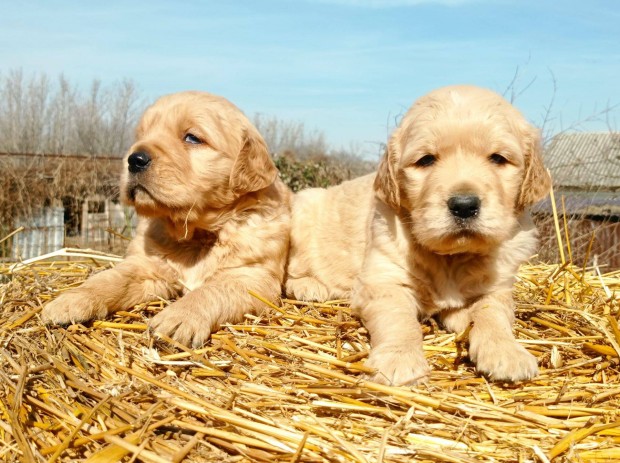 Trzsknyvezett golden retriever klykk eladk