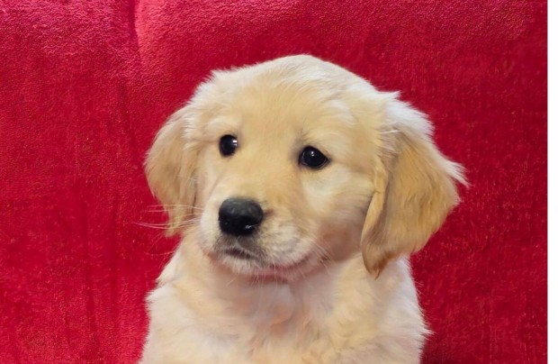 Törzskönyvezett golden retriever kölykök eladók