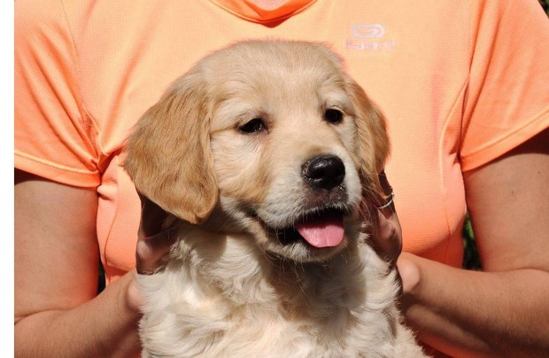 Törzskönyvezett golden retriever kölykök eladók