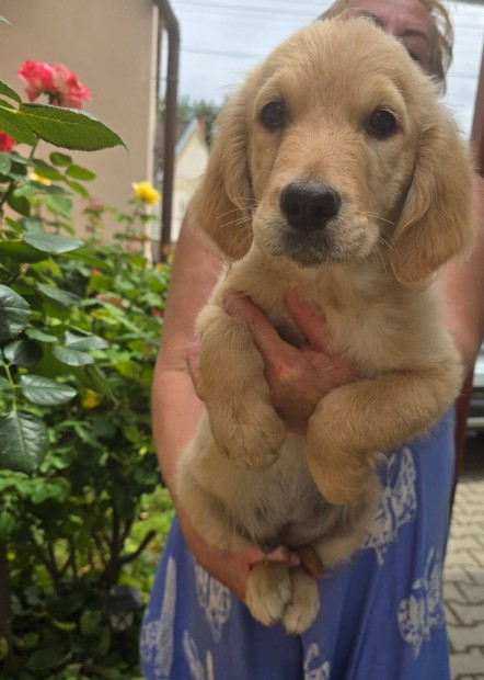 Törzskönyvezett golden retriever kölykök foglalózhatók