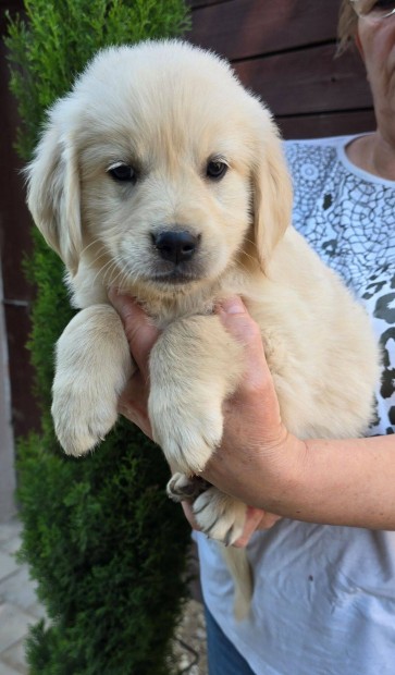 Törzskönyvezett golden retriever kölykök foglalózhatók