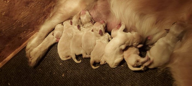 Törzskönyvezett golden retriever kölykök foglalózhatók