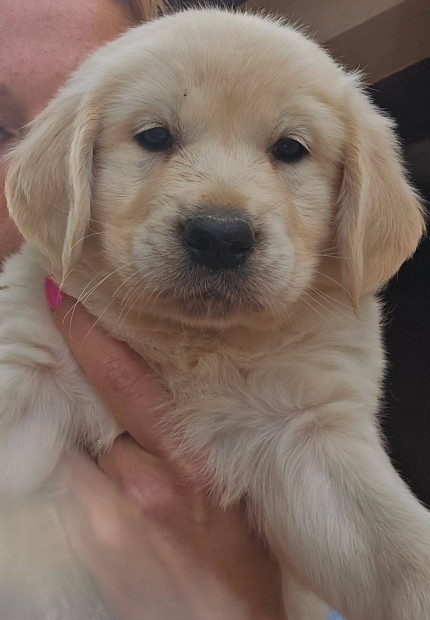 Törzskönyvezett golden retriever kölykök foglalózhatók