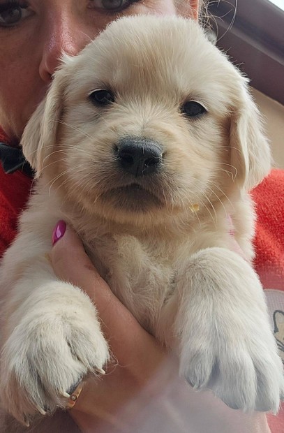 Törzskönyvezett golden retriever kölykök foglalózhatók