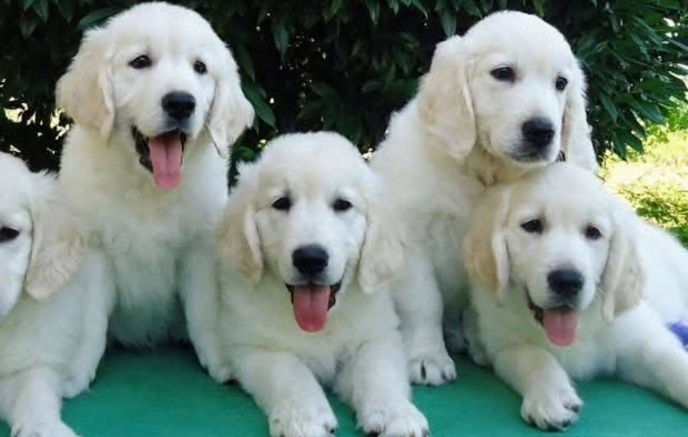 Trzsknyvezett golden retriever klykk,puppies,Welpen