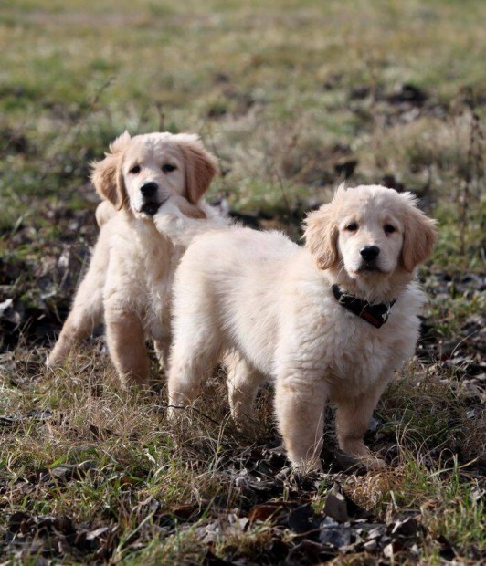 Trzsknyvezett golden retriever klyk elad