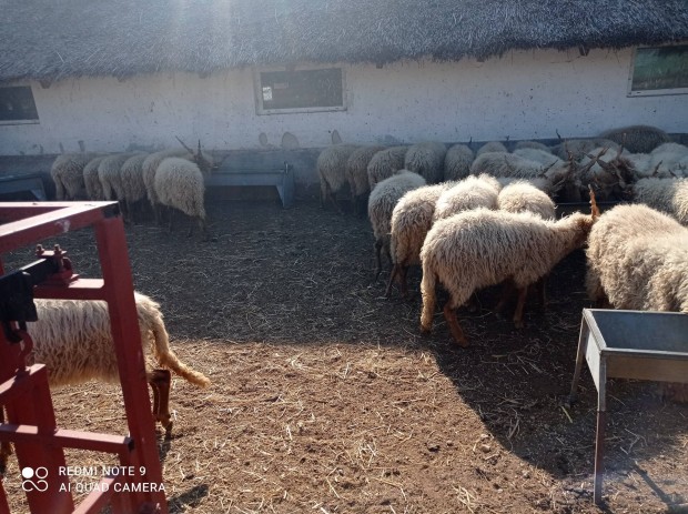 Trzsknyvezett hortobgyi racka llomny elad