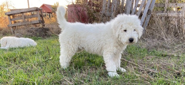 Trzsknyvezett komondor kiskutyk