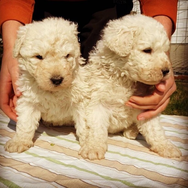 Trzsknyvezett komondor kiskutyk